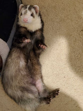 Load image into Gallery viewer, Ferret charm