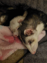 Load image into Gallery viewer, Ferret charm