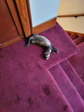 Load image into Gallery viewer, Ferret charm