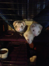 Load image into Gallery viewer, Ferret charm