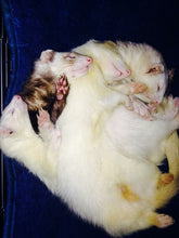 Load image into Gallery viewer, Ferret charm