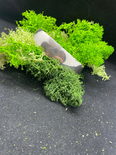 Load image into Gallery viewer, #3 Low Dome