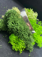 Load image into Gallery viewer, #3 Low Dome